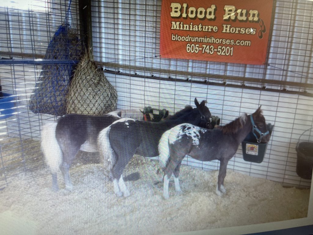 Feeding Time at The Fair
