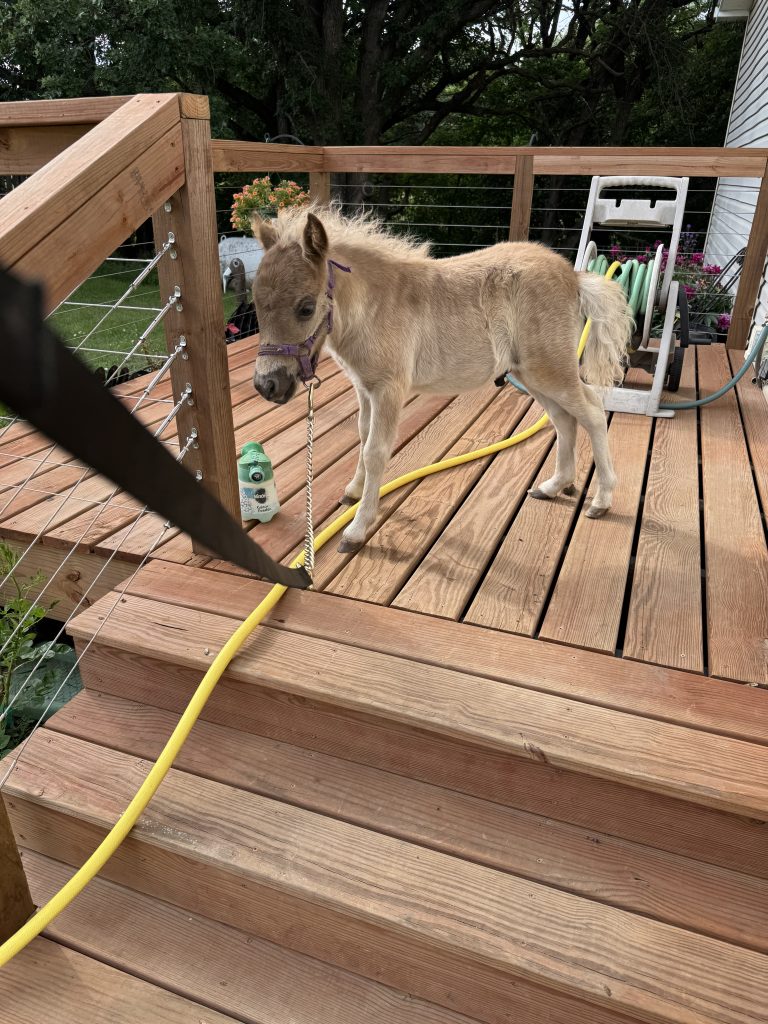 BRM’S TURBO
